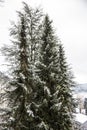 Snowy white wintry forest