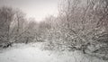 Snowy White Woods Royalty Free Stock Photo