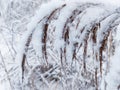 Snowy wild bush close-up.