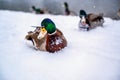 Snowy wild duck on river bank