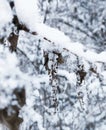 Snowy wild flower close-up