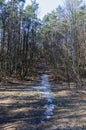 Snowy wild walkway between trees in Karoliniskes Landscape Reserve