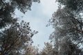 Snowy winter coniferous forest and sky, view from bottom to top