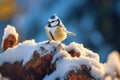 Snowy Winter with Cute Songbird - Blue Tit in Forest