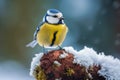 Snowy Winter with Cute Songbird - Blue Tit in Forest