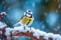 Snowy Winter with Cute Songbird - Blue Tit in Forest