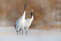 Snowy winter. Dancing pair of Red-crowned crane with open wing in flight, with snow storm, Hokkaido, Japan. Bird in fly, winter sc Royalty Free Stock Photo