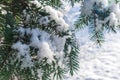 Snowy winter day.Pine branches covered with frost.Water droplets on pine needles. Royalty Free Stock Photo