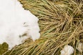 Snowy winter evening cattail. Dry Typha Latifolia flowers , also called Cattails, in the snow close to the frozen day covered by t