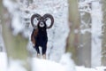 Snowy winter in forest. Animal Mouflon, Ovis orientalis, horned animal in nature habitat. Close-up portrait of mammal with big Royalty Free Stock Photo