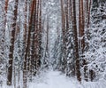 Snowy winter forest with beautiful trunks of pines and snowy path. ÃÂ lot of thin twigs covered with snow Royalty Free Stock Photo