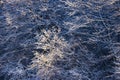 Snowy winter forest and frosty tree branches as texture natural background Royalty Free Stock Photo