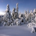 Snowy winter forest on the hills of northern Finland