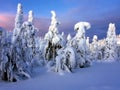 Snowy winter forest on the hills of northern Finland