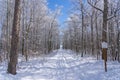 Snowy winter forest in Jena, Thuringia, Germany Royalty Free Stock Photo