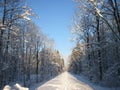 Snowy winter forest and knurled wide trails. Christmas morning. Royalty Free Stock Photo