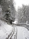 Snowy winter forest and knurled wide trails. Christmas morning.