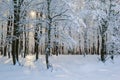 Snowy winter forest landscape