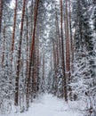 Snowy winter forest with a line of beautiful pine tree trunks along a snowy path Royalty Free Stock Photo