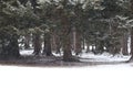 Snowy forest. blizzard makes the landscape enchanting Royalty Free Stock Photo