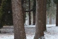 Snowy forest. blizzard makes the landscape enchanting Royalty Free Stock Photo