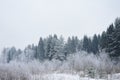 Snowy winter, forest, strong frost. Trees in the snow and haze. Winter forest frost fog. Trunks of trees with branches reaching Royalty Free Stock Photo