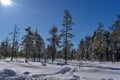 A snowy winter forest on a sunny cold day in Umea, Sweden. Royalty Free Stock Photo