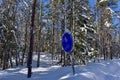 A snowy winter forest on a sunny cold day in Umea, Sweden. Royalty Free Stock Photo