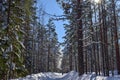 A snowy winter forest on a sunny cold day in Umea, Sweden. Royalty Free Stock Photo