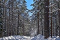 A snowy winter forest on a sunny cold day in Umea, Sweden. Royalty Free Stock Photo