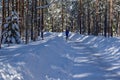 A snowy winter forest on a sunny cold day in Umea, Sweden. Royalty Free Stock Photo