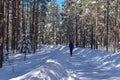 A snowy winter forest on a sunny cold day in Umea, Sweden. Royalty Free Stock Photo