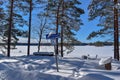 A snowy winter forest on a sunny cold day in Umea, Sweden. Royalty Free Stock Photo