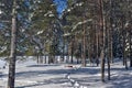 A snowy winter forest on a sunny cold day in Umea, Sweden. Royalty Free Stock Photo