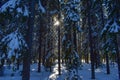 A snowy winter forest on a sunny cold day in Umea, Sweden. Royalty Free Stock Photo