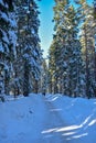 A snowy winter forest on a sunny cold day in Umea, Sweden. Royalty Free Stock Photo