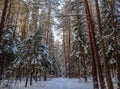 Snowy winter forest in a sunny day. White snow path and snow-covered trees Royalty Free Stock Photo