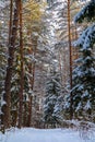Snowy winter forest on a sunny day. White snow trail. Snow covered trees lit by sunlight Royalty Free Stock Photo