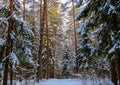 Snowy winter forest on a sunny day. White snow trail. Snow covered trees lit by sunlight Royalty Free Stock Photo