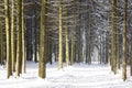 Snowy winter forest on sunny day. Winter woodland. Natural winter scene. Christmas time. Winter landscape Royalty Free Stock Photo