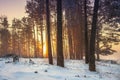 Snowy winter forest at sunrise with golden yellow sunlight. Frosty trees in frosty forest. Amazing morning at winter Royalty Free Stock Photo