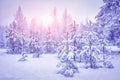 Snowy winter forest at sunrise. Landscape of Christmas trees after snowfall on bright sunlight. Xmas background. Winter nature Royalty Free Stock Photo