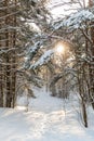 snowy winter forest with trodden path in estonia