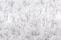 Snowy winter forest woods background. monochrome black and white gamma Royalty Free Stock Photo