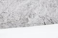 Snowy winter forest woods background. monochrome black and white gamma Royalty Free Stock Photo