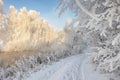 Snowy winter. Frosty winter landscape with hoarfrost on plants and trees. Amazing winter scene on clear morning