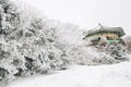 Snowy winter Hallasan mountain 1100 highland in Jeju Island, Korea