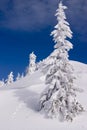 Snowy winter landscape