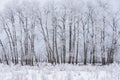 Snowy winter landscape with aspen grove, Elk Island National Park, Canada