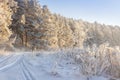 Snowy winter landscape. Frosty nature